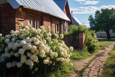 美丽花朵的乡村庭院景观图片