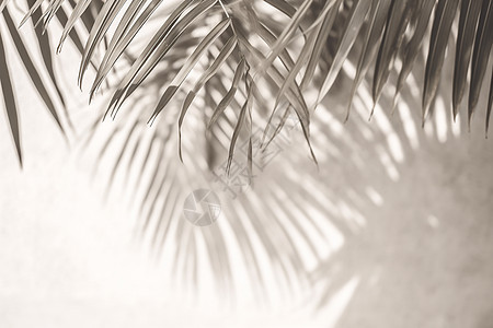 夏日棕榈树图片