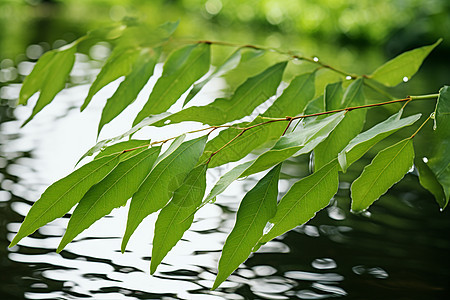 春意盎然绿叶背景图片