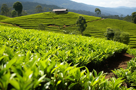 山上的茶园背景图片