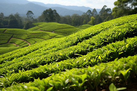 田园风光茶园背景图片