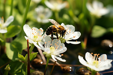 草地上的蜜蜂和花朵图片