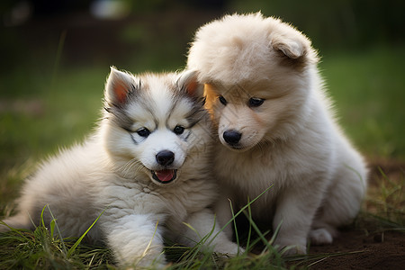 两只白色狗狗图片