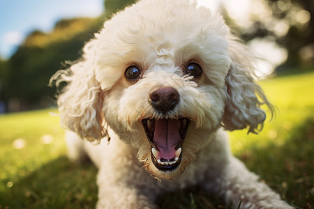 微笑着伸出舌头的小狗图片