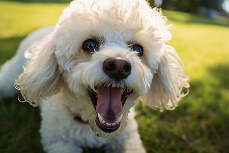 在草坪上的白色贵宾犬图片