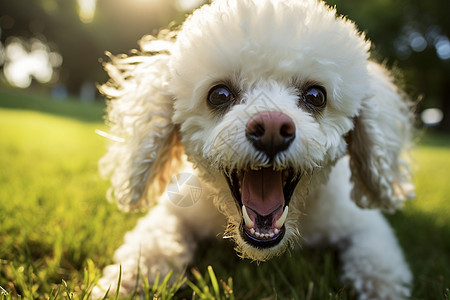 快乐的白色贵宾犬图片