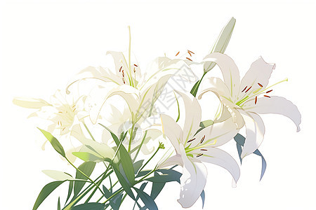白色百合花束图片