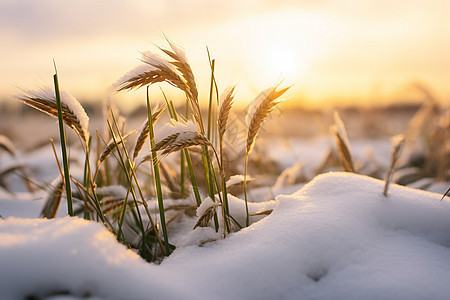 白雪覆盖的农田图片