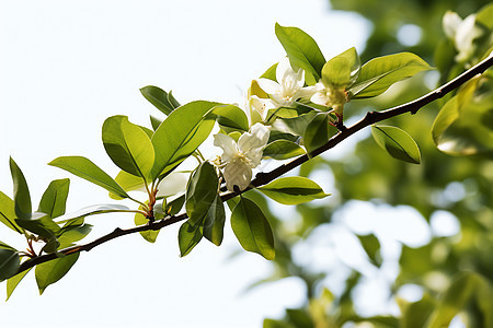 夏日白花枝图片