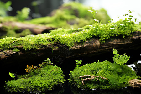 森林苔藓长满青苔的木头背景