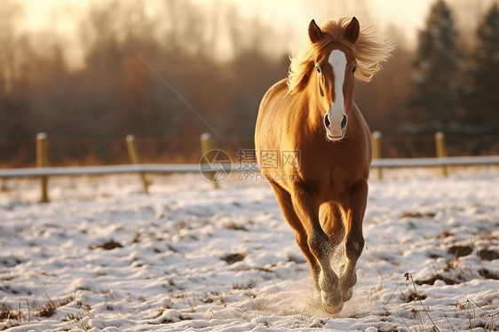 冬天里奔跑的骏马图片