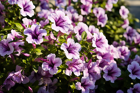 紫色花丛中的美景图片