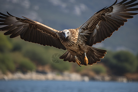 户外自由翱翔的秃鹫图片