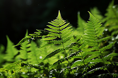 户外的绿色植物图片