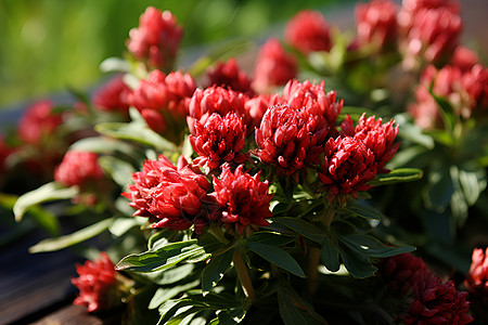 薔薇花卉蔷薇花束高清图片