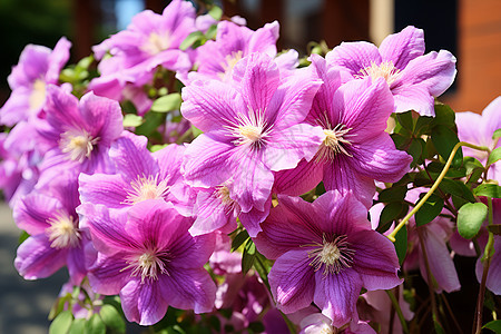 花海绽放紫色花束图片