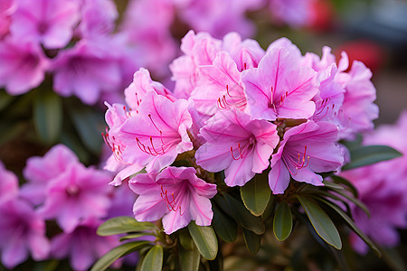 花海中的紫色花朵图片