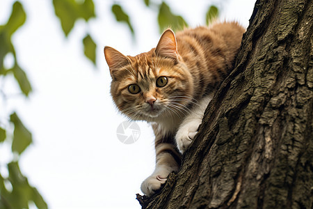 好奇心重的宠物猫咪图片