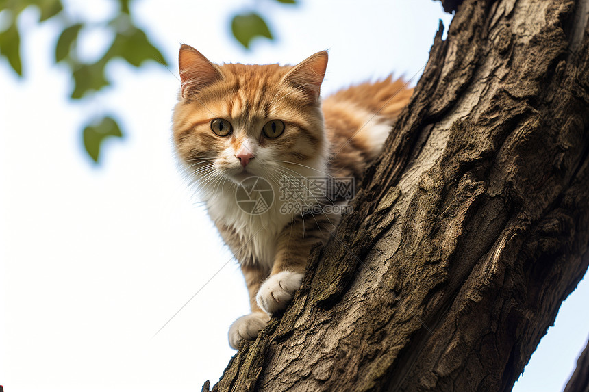 树干上的宠物猫咪图片