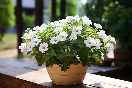 夏日花园中的白花盆栽图片