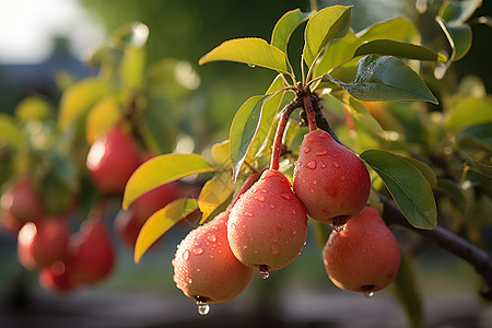 果园中的多汁梨树图片