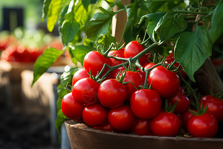 丰收季节的多汁番茄图片