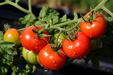 丰收的番茄花园图片