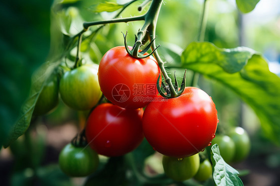 果园中的番茄图片