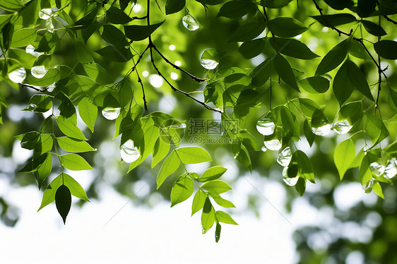 户外树木的绿色叶子图片