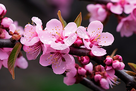 粉色梅花枝背景图片
