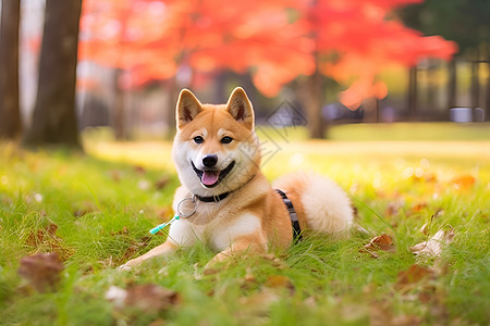 可爱的秋田犬图片