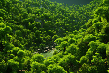 茂密丛林背景图片