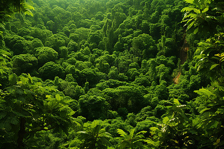神奇丛林之旅背景图片