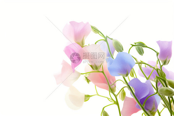 粉蓝色甜豌豆花束图片