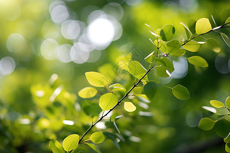 绿意清新的花园景观图片