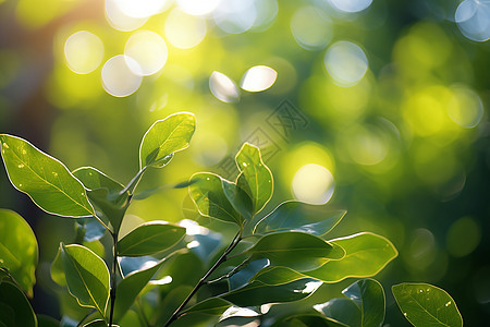 夏季花园的绿植图片