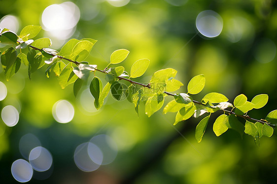 绿意盎然的花园绿植图片