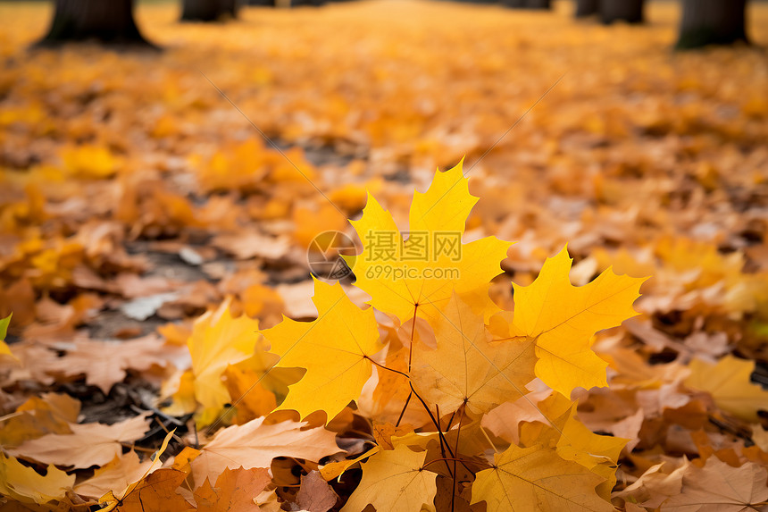 金黄色的秋季公园图片