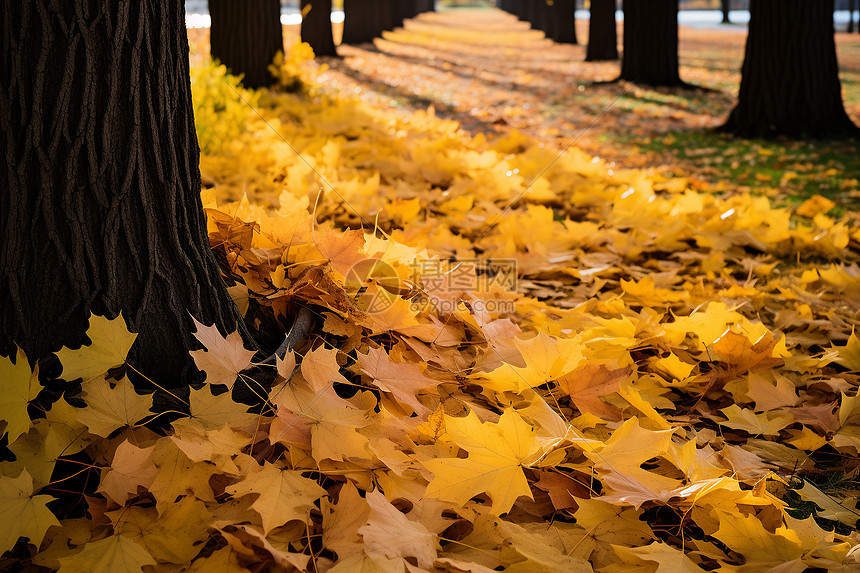 秋叶漫布的公园小径图片