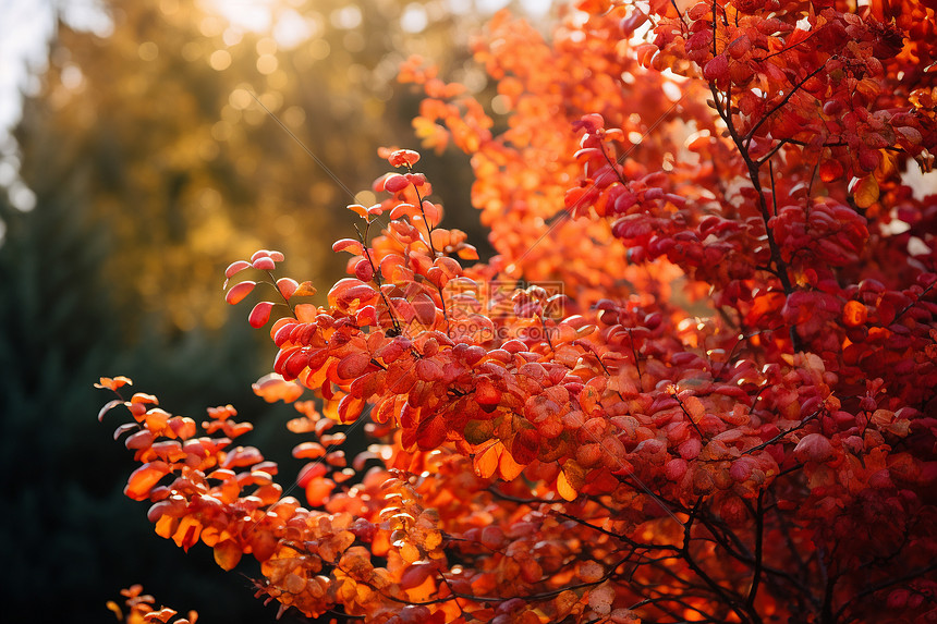 秋色朦胧的树木图片