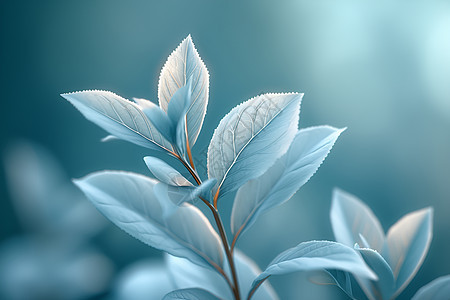 蓝色的植物叶子图片