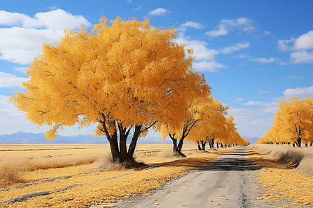 秋天大树荒漠中的一株树背景