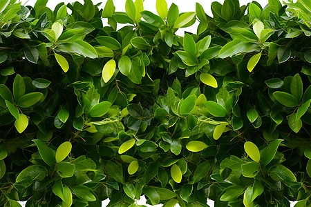 翠绿植物图片