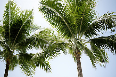 两颗棕榈树背景图片