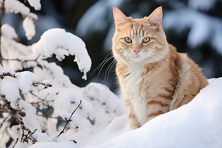 白猫观雪图片
