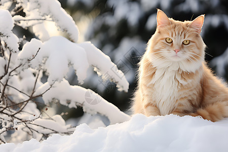 寒冬中的小猫图片