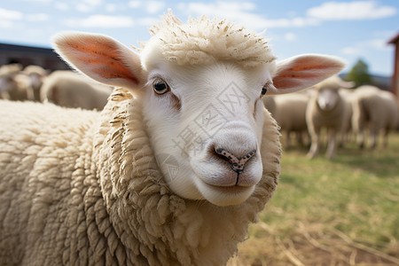 农场中的羊群图片