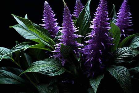 绽放的紫色植物背景图片