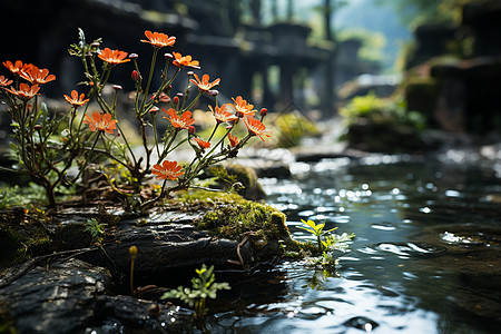 水塘边框户外美丽的植物背景