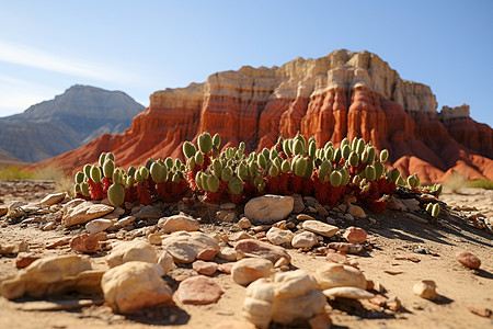 沙漠中的仙人掌群图片